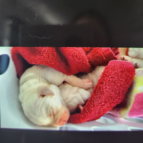 Meet your Posher, Jessica - Picture 3 of 16